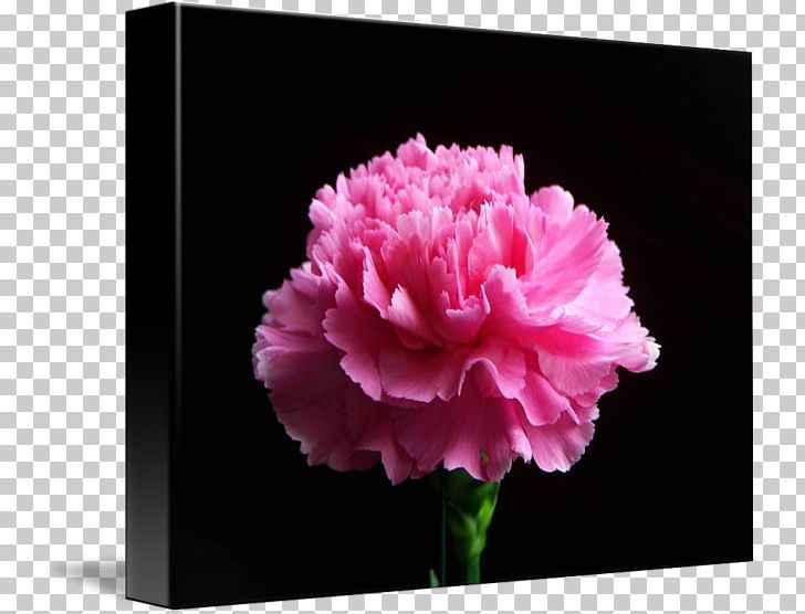 Carnation Peony Cut Flowers Rose Family Pink M PNG, Clipart, Carnation, Cut Flowers, Family, Flower, Flowering Plant Free PNG Download