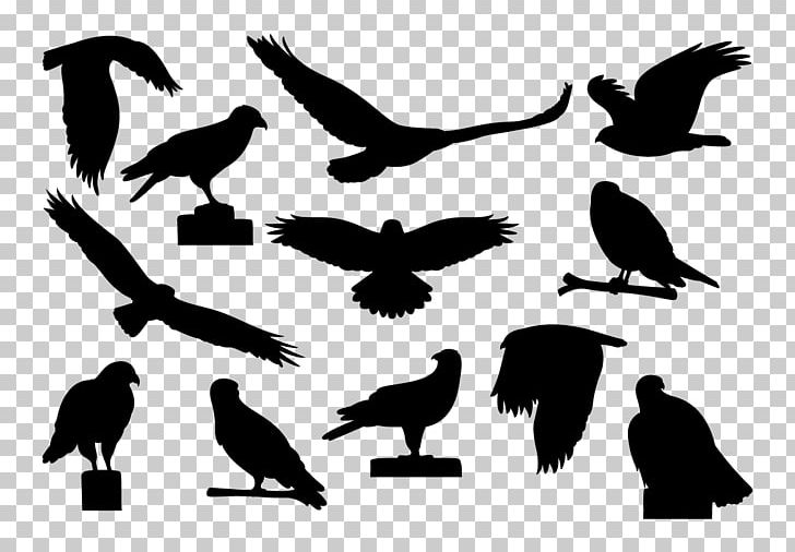 Eagle Silhouette PNG, Clipart, Animals, Beak, Bird, Bird Of Prey, Black And White Free PNG Download