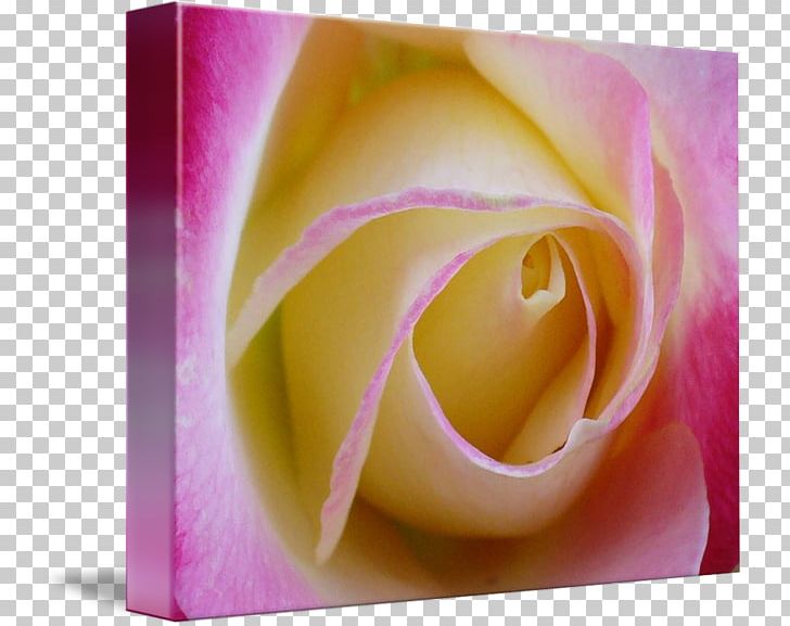 Garden Roses Rosaceae Gallery Wrap Flower PNG, Clipart, Canvas, Celebrities, Closeup, Closeup, Computer Wallpaper Free PNG Download