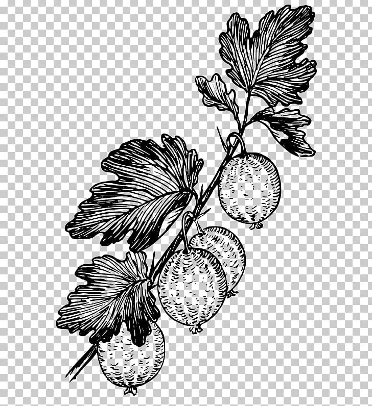 Gooseberry Marmalade Fruit PNG, Clipart, Black And White, Branch, Currant, Drawing, Flora Free PNG Download