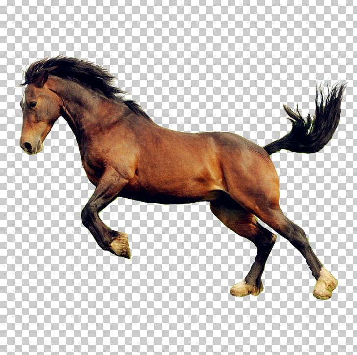 Horse Portable Network Graphics Mare & Colt PNG, Clipart, Animal Figure, Animals, Bridle, Data, Download Free PNG Download