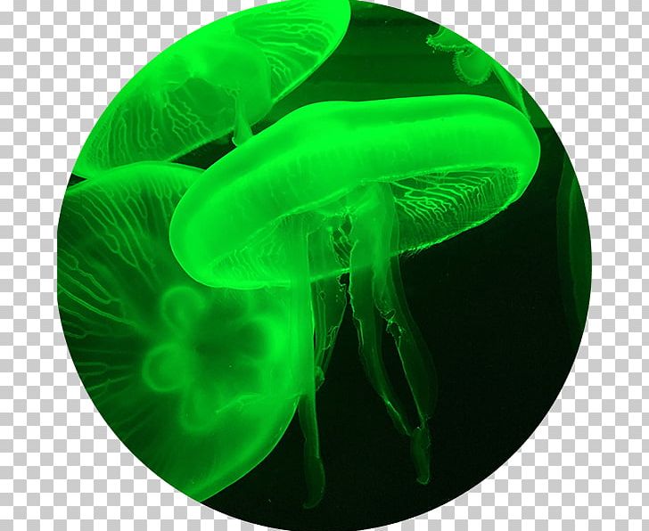 Jellyfish Content Audience Information PNG, Clipart, Adolescence, Audience, Chord, Cnidaria, Content Free PNG Download