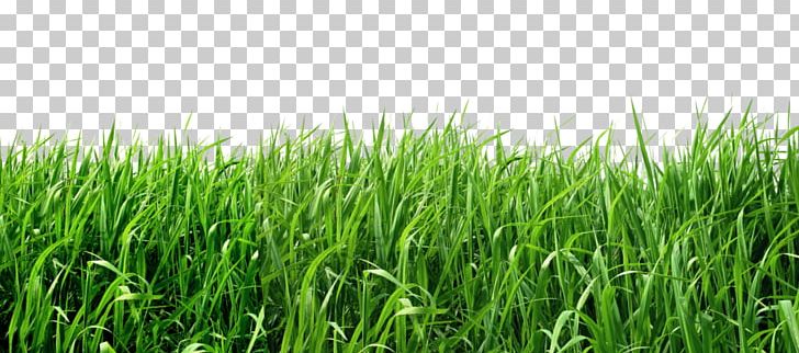 Lawn PNG, Clipart, Agriculture, Alpha Compositing, Commodity, Computer Icons, Crop Free PNG Download