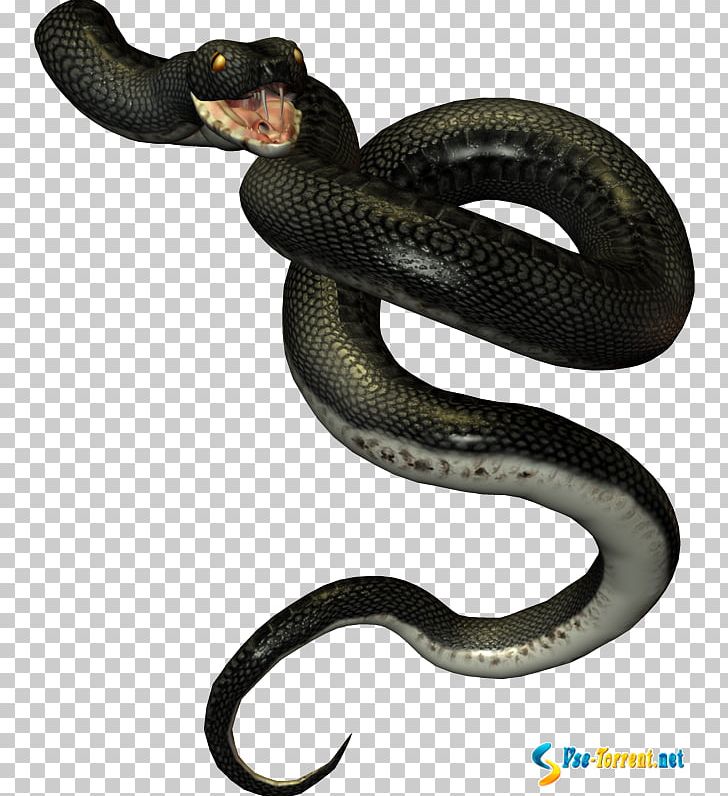 Mambas Kingsnakes Vipers Rattlesnake PNG, Clipart, Animal, Avatan, Avatan Plus, Colubridae, Colubrid Snakes Free PNG Download