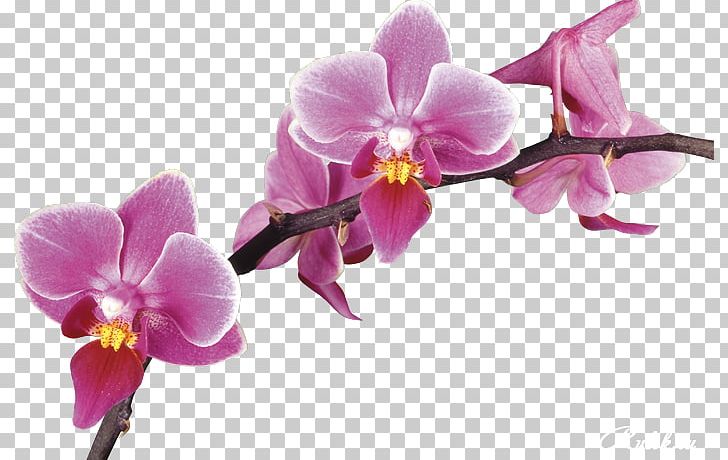 Stock Photography PNG, Clipart, Can Stock Photo, Cut Flowers, Desktop Wallpaper, Drawing, Flower Free PNG Download