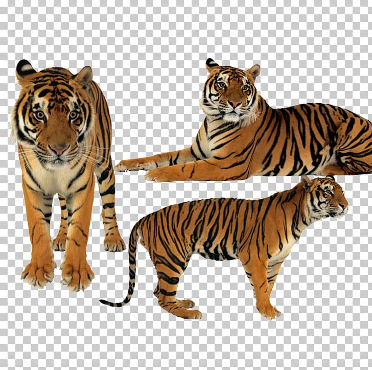 Tiger PNG, Clipart, Animals, Big Cats, Carnivoran, Cat Like Mammal, Creative Free PNG Download
