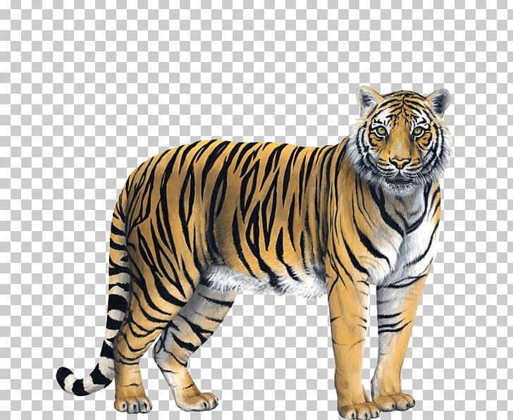 Tiger Wall Decal Sticker PNG, Clipart, Advertising, Animal Figure, Animals, Big Cats, Bumper Sticker Free PNG Download