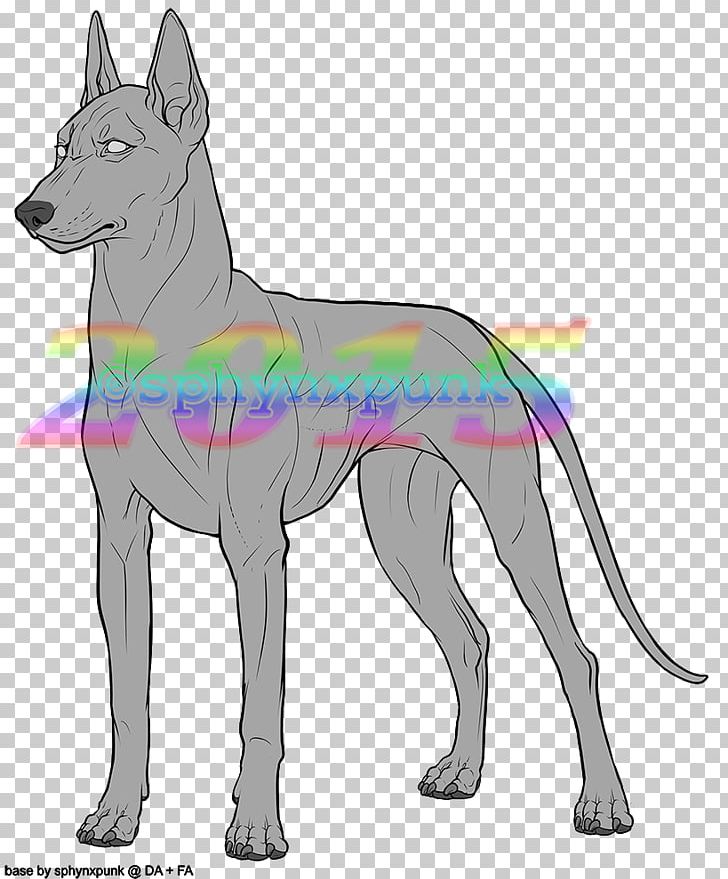 Dog Breed Dobermann Pharaoh Hound Feral Canidae PNG, Clipart, Art, Base, Breed, Canidae, Carnivoran Free PNG Download