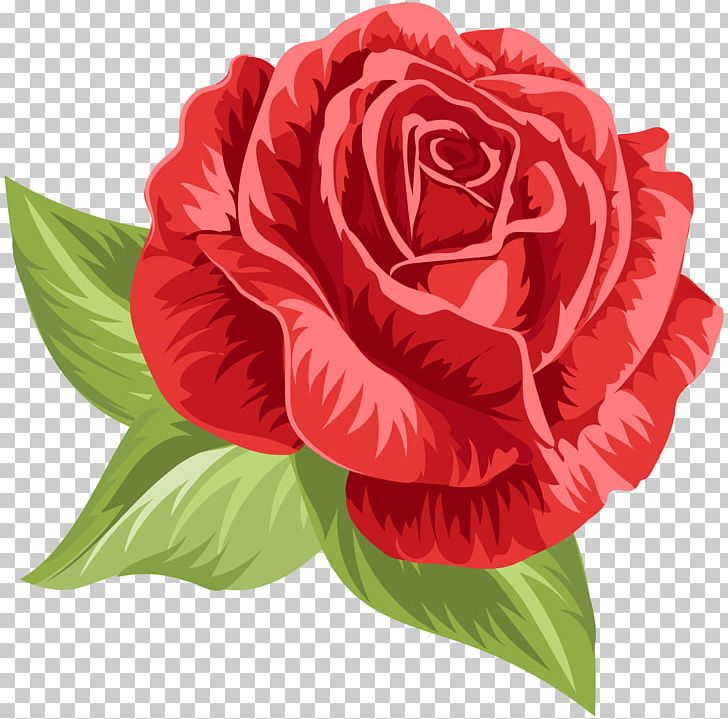 Garden Roses Cabbage Rose Floribunda Flower PNG, Clipart, Annual Plant, Cabbage Rose, Cut Flowers, Desktop Wallpaper, Flo Free PNG Download