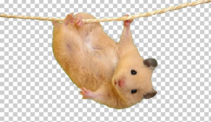 Hamster Mouse Desktop Cat Cuteness PNG, Clipart, Animal, Animals, Black Rat, Cat, Cuteness Free PNG Download