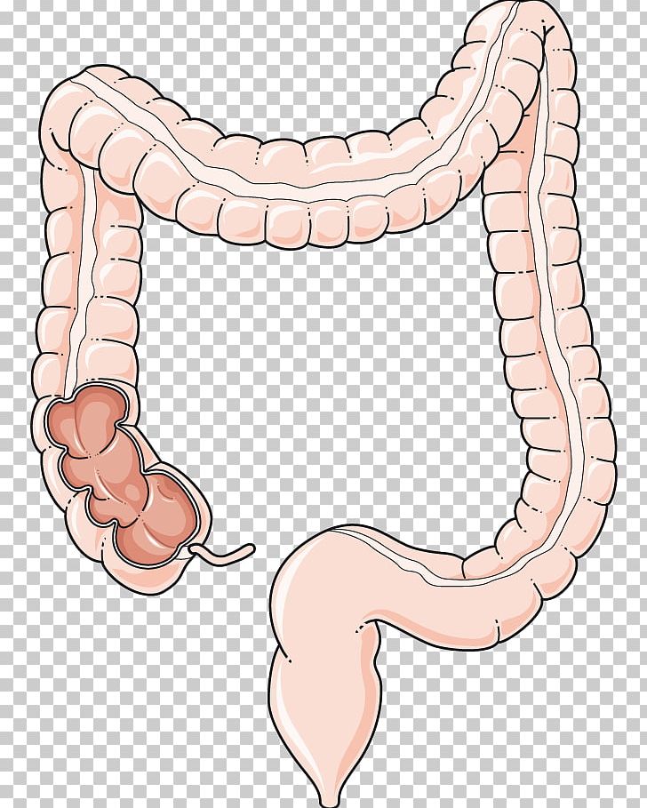 Large Intestine Gastrointestinal Tract Small Intestine Human Digestive System PNG, Clipart, Clip Art, Gastrointestinal Tract, Human Digestive System, Large Intestine, Others Free PNG Download