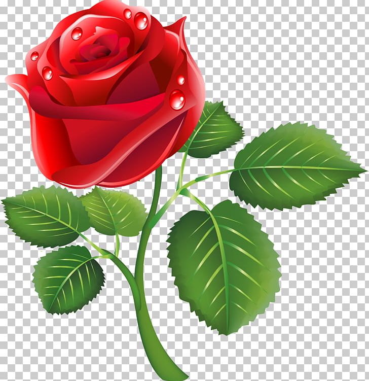 Portable Network Graphics Garden Roses Flower PNG, Clipart, Cut Flowers, Download, Flower, Flower Garden, Flowering Plant Free PNG Download