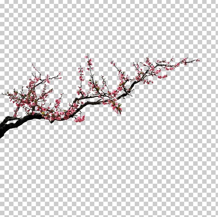 Preview Flower PNG, Clipart, Blog, Blossom, Branch, Cherry Blossom, Download Free PNG Download