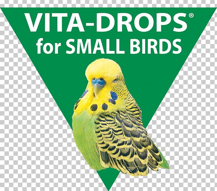 Bird Parakeet Beak Graphics Fauna PNG, Clipart, Animals, Beak, Bird, Bird Supply, Common Pet Parakeet Free PNG Download