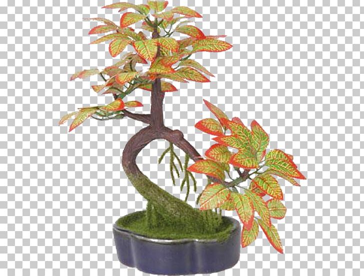 Bonsai Flowerpot Ornamental Plant Penjing PNG, Clipart, Bonsai, Flower, Flowerpot, Houseplant, Joulukukka Free PNG Download