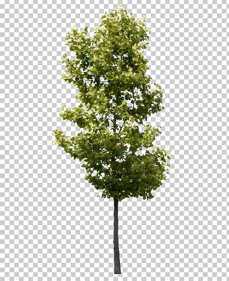 Branch American Sycamore Oak Populus Nigra Tree PNG, Clipart, Acer Campestre, American Sycamore, Branch, Cottonwood, Deciduous Free PNG Download