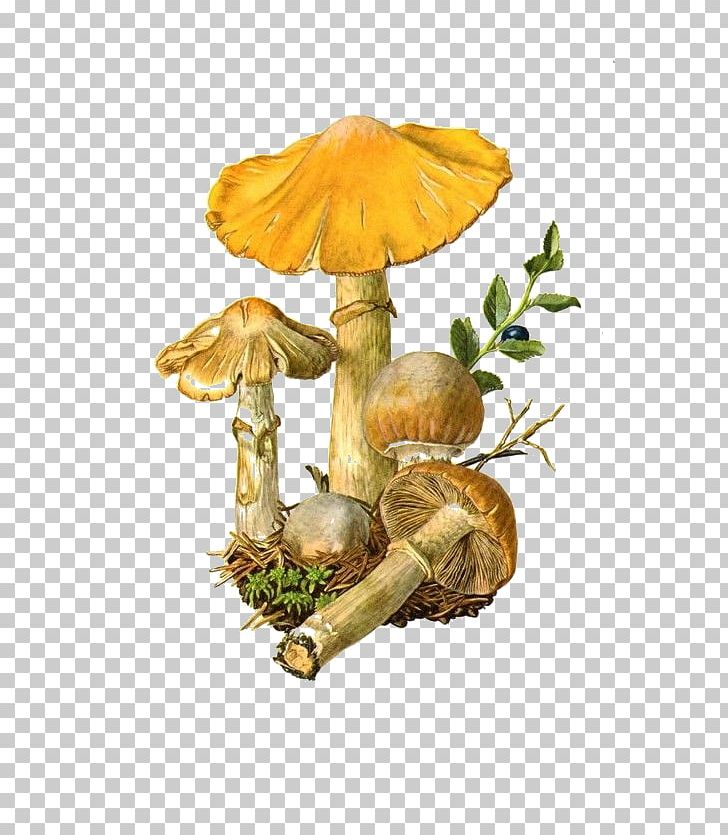 Edible Mushroom Amanita Muscaria Fungus Botanical Illustration PNG, Clipart, Amanita, Amanita Muscaria, Boletaceae, Botanical Illustration, Drawing Free PNG Download