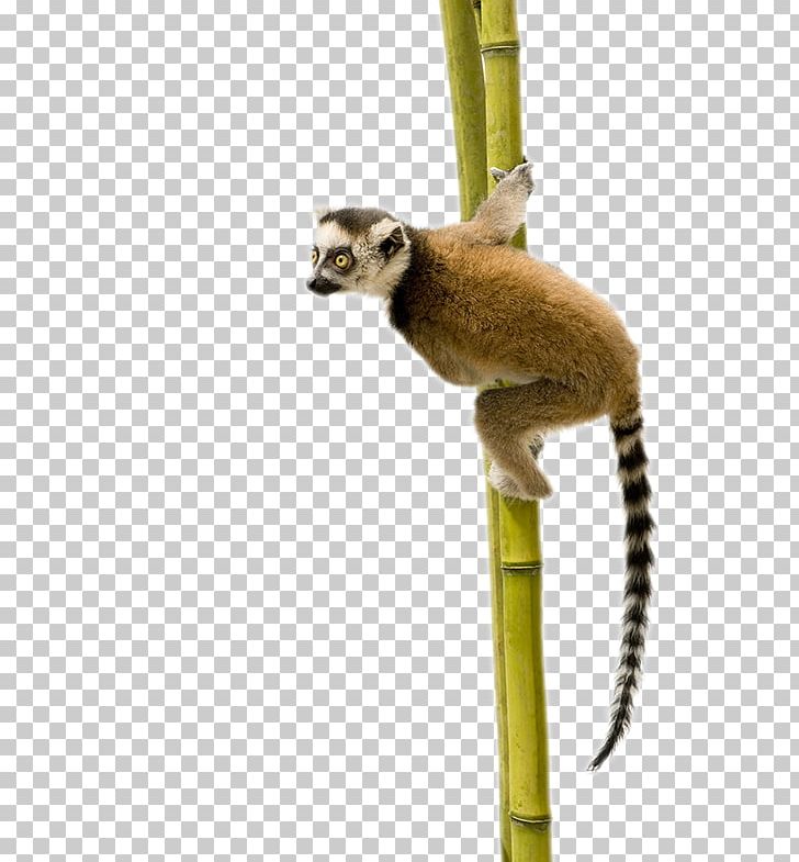 Ring-tailed Lemur Primate Sifaka PNG, Clipart, Animals, Blackandwhite Ruffed Lemur, Fauna, Lemur, Lemur Conservation Foundation Free PNG Download