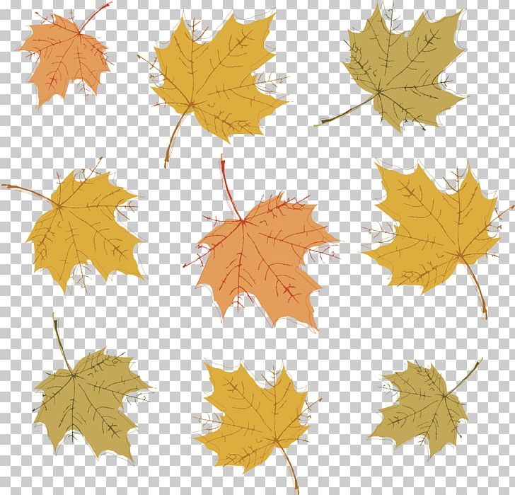 Autumn PNG, Clipart, Autumn, Color, Leaf, Leaves, Maple Leaf Free PNG Download