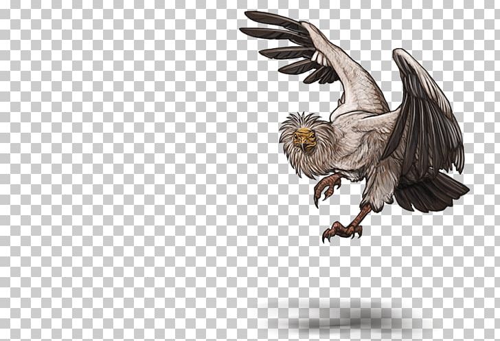 Bald Eagle Egyptian Vulture Bird Cinereous Vulture PNG, Clipart,  Free PNG Download