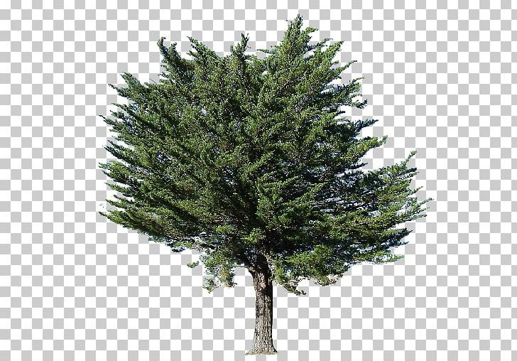 Fir Pine Populus Nigra Tree PNG, Clipart, Biome, Branch, Christmas Tree, Conifer, Conifers Free PNG Download