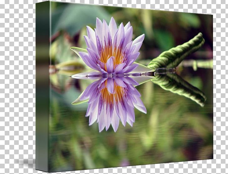 Garden Lilies Flower Water Lilies Lilium Plant PNG, Clipart, Art, Artist, Aster, Cityscape, Fine Art Free PNG Download