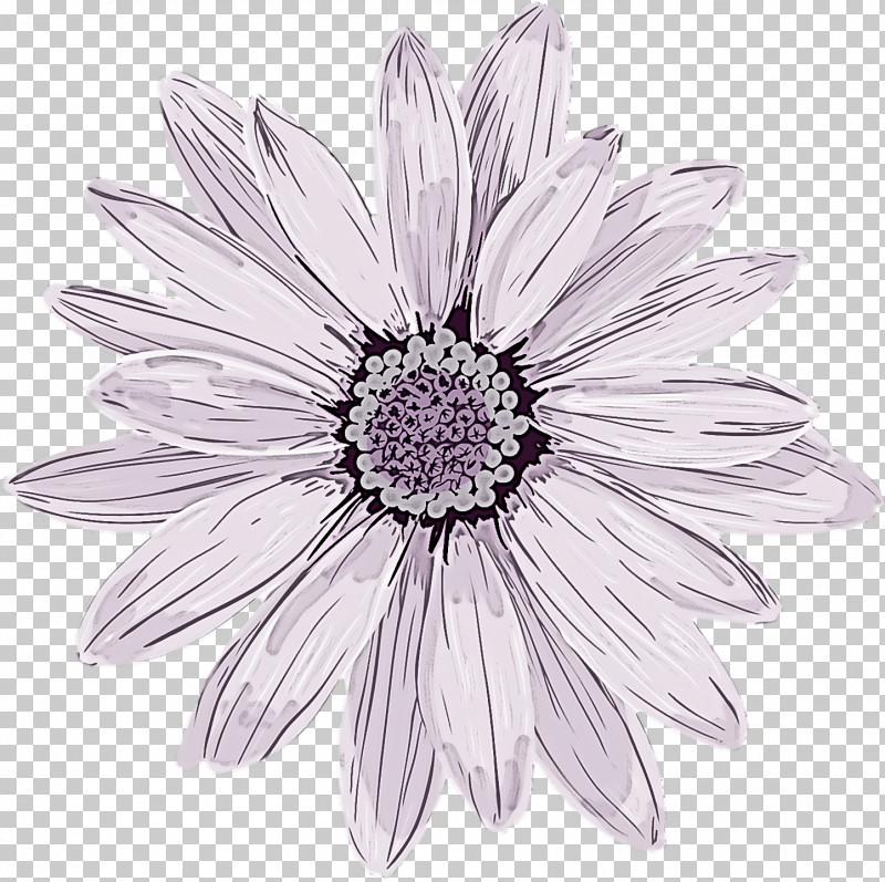 Spring Flower Spring Floral Flowers PNG, Clipart, African Daisy, Annual Plant, Aster, Barberton Daisy, Blackandwhite Free PNG Download