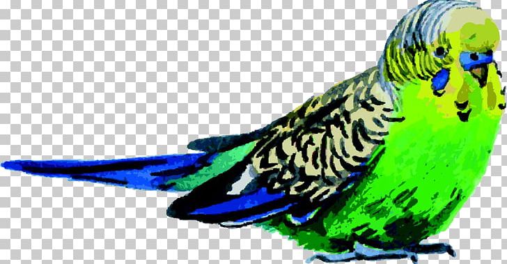 Budgerigar Bird Parrot Watercolor Painting PNG, Clipart, Animal, Animals, Art, Background Green, Beak Free PNG Download