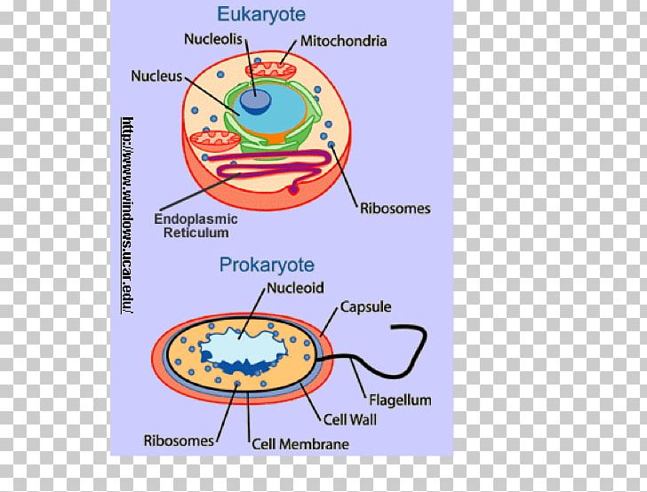 Eukaryotic Gene Expression Prokaryote Eukaryote Cell Microbiology PNG, Clipart, Animal, Animal Cell, Area, Biological Membrane, Biology Free PNG Download
