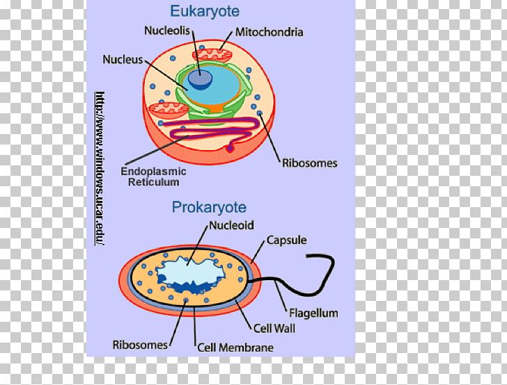 Eukaryotic Gene Expression Prokaryote Eukaryote Cell Microbiology PNG