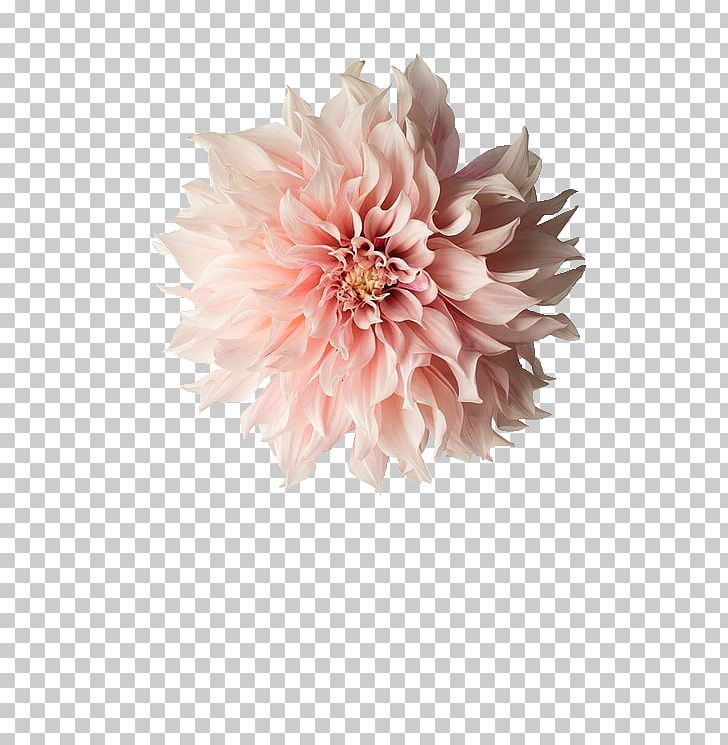 Pink Flowers Photography Dahlia PNG, Clipart, Black And White, Cut Flowers, Dahlia, Daisy Family, Desktop Wallpaper Free PNG Download