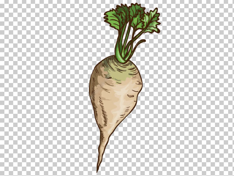 Radish Daikon Vegetable Turnip Root Vegetable PNG, Clipart, Beetroot, Carrot, Daikon, Leaf Vegetable, Parsnip Free PNG Download