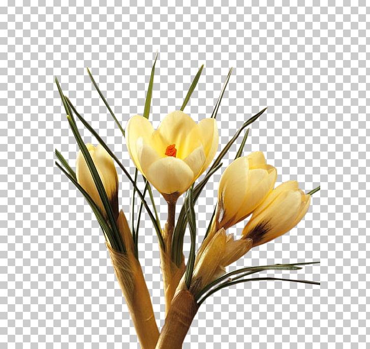 Crocus Cut Flowers Floral Design Plant Stem PNG, Clipart, Artificial Flower, Branch, Bud, Crocus, Cut Flowers Free PNG Download