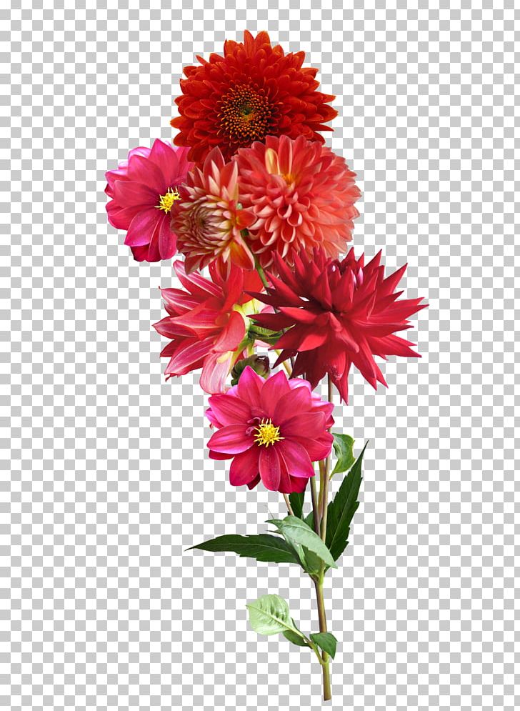 Dahlia Cut Flowers PNG, Clipart, Annual Plant, Blanket Flowers, Chrysanthemum, Cicek, Cicek Resimleri Free PNG Download