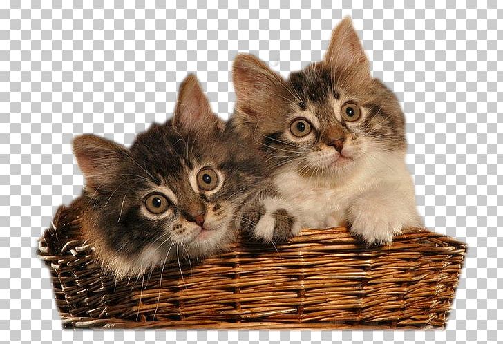 Kitten Domestic Short-haired Cat PNG, Clipart, Animals, Carnivoran, Cat Like Mammal, Domestic Shorthaired Cat, Domestic Short Haired Cat Free PNG Download