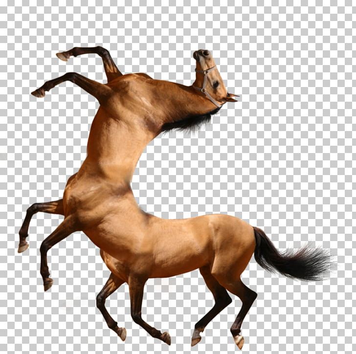 Arabian Horse Stock Photography Equestrian PNG, Clipart, Abstract, Animal Figure, Atlar, Breed, Canter And Gallop Free PNG Download