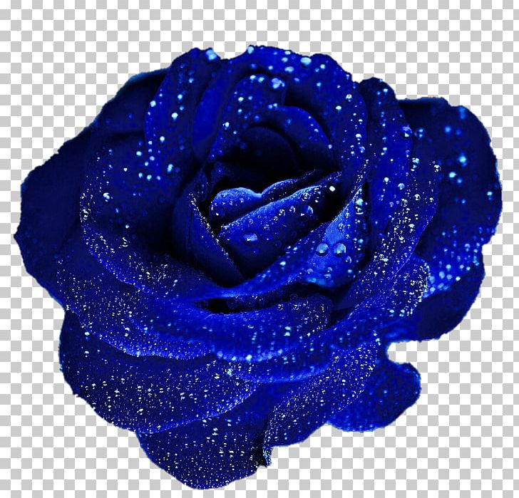Blue Rose Flower PNG, Clipart, Blue, Blue Flower, Blue Rose, Blue Rose Cliparts, Clip Art Free PNG Download