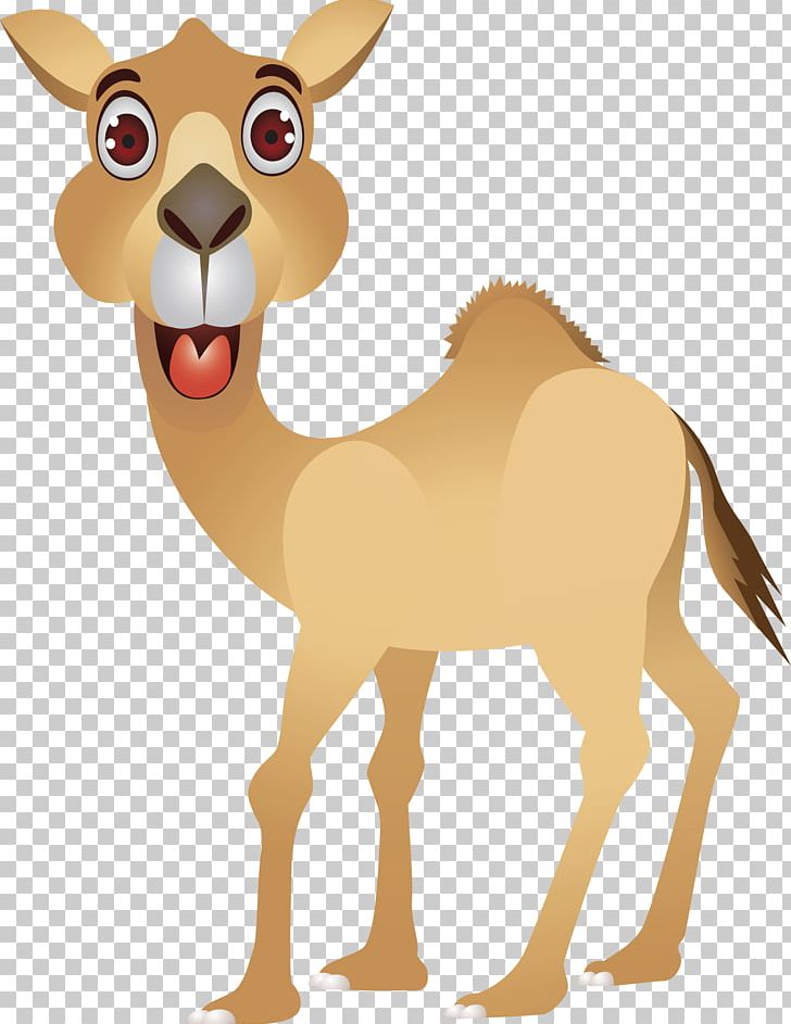Camel Cartoon Humour PNG, Clipart, Animal, Animals, Arabian Camel, Camel Logo, Camels Free PNG Download