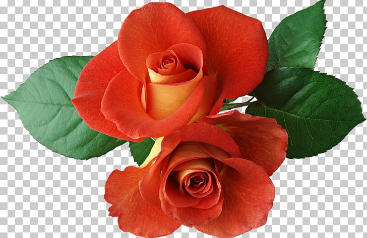Centifolia Roses PNG, Clipart, Black Rose, Blue Rose, Centifolia Roses, Cut Flowers, Flores Free PNG Download