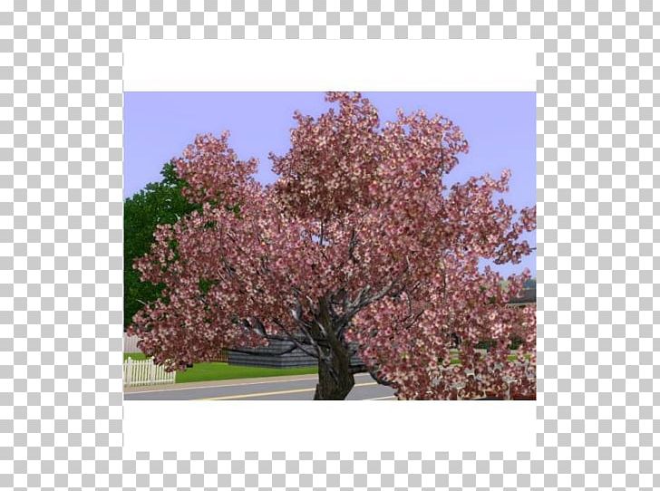 Cherry Blossom Prunus Shrub ST.AU.150 MIN.V.UNC.NR AD PNG, Clipart, Blossom, Cherry, Cherry Blossom, Flower, Nature Free PNG Download