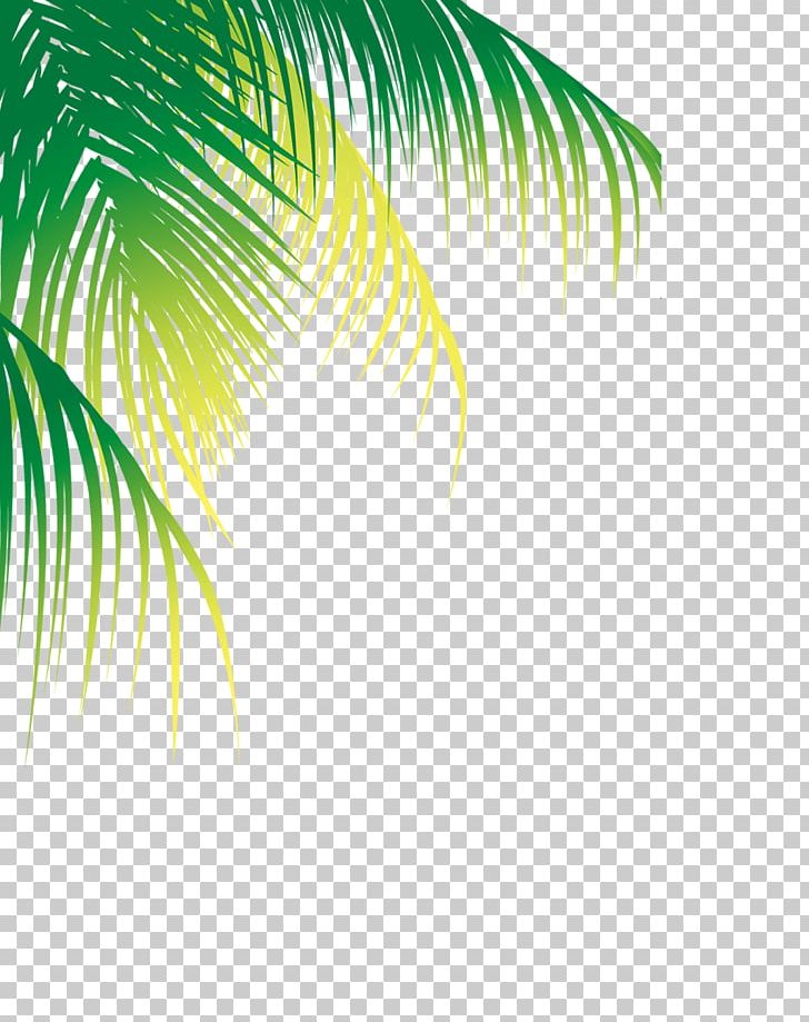 Coconut Water Arecaceae Tree PNG, Clipart, Autumn Tree, Christmas Tree, Coconut, Coconut Crab, Coconut Oil Free PNG Download