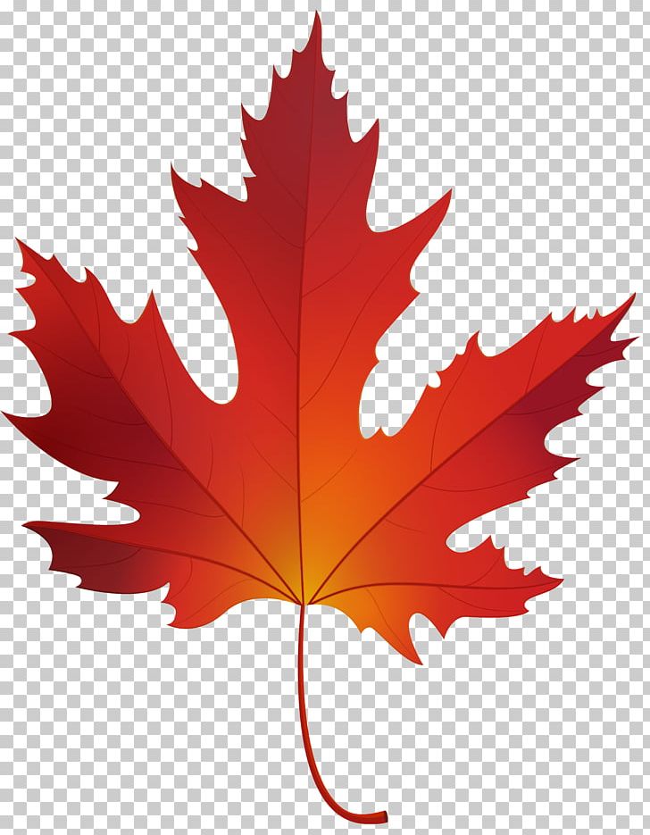 Red Maple Sugar Maple Maple Leaf PNG, Clipart, Autumn, Autumn Leaf Color, Clip Art, Color, Flowering Plant Free PNG Download