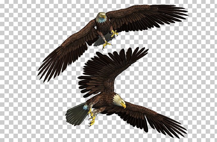 Bald Eagle Bird PNG, Clipart, Accipitriformes, Animals, Bald Eagle, Beak, Bird Free PNG Download