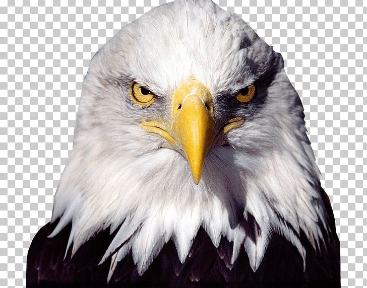 Bald Eagle Desktop PNG, Clipart, Accipitriformes, American Eagle, Animals, Bald Eagle, Beak Free PNG Download