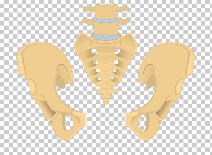 Hip Bone Pelvis Sacrum Coccyx PNG, Clipart, Anatomy, Bone, Coccyx, Ear, Hip Free PNG Download