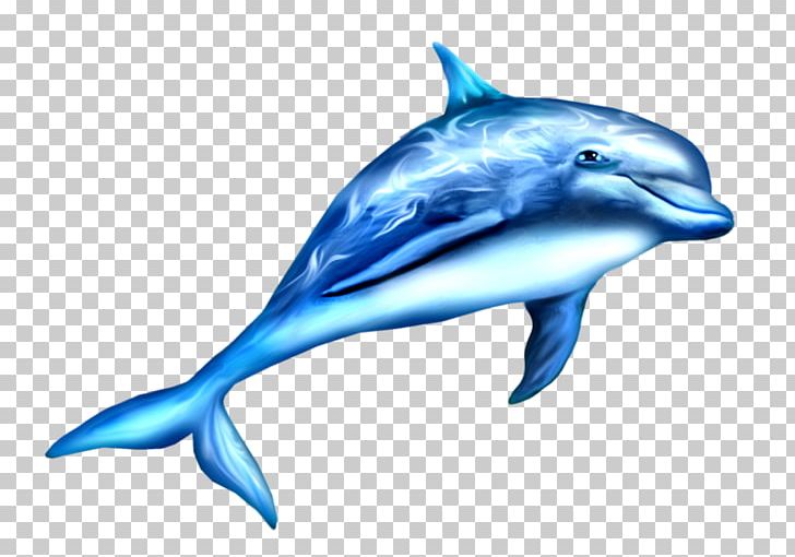 Toothed Whale Moskvarium Dolphin Child Drawing PNG, Clipart, Adult, Animals, Blue, Cartoon, Cetacea Free PNG Download