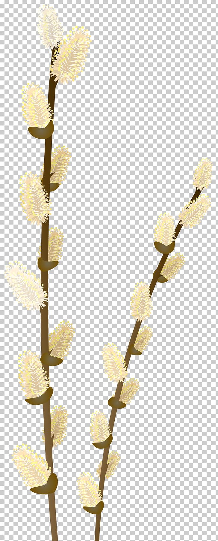 Branch Weeping Willow Tree PNG, Clipart, Branch, Clip Art, Clipart, Download, Easter Free PNG Download