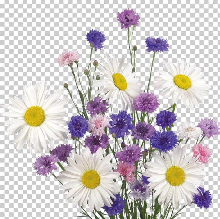 Butterfly Flower Common Daisy PNG, Clipart, Annual Plant, Aster, Blumen, Butterfly, Chamaemelum Nobile Free PNG Download