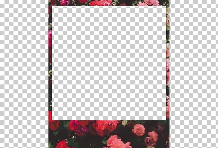 Frames Kodak Photography Polaroid Corporation Pattern PNG, Clipart, Border, Film Stock, Floral Design, Flower, Flower Arranging Free PNG Download