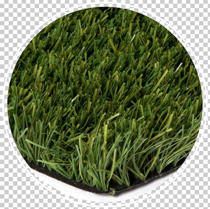 Grasses Economy Lawn Tanner's Turf PNG, Clipart,  Free PNG Download